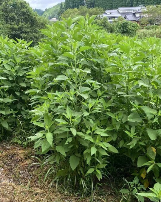 菊芋成長日記：在夏天阳光的沐浴下，茁壮成长中！