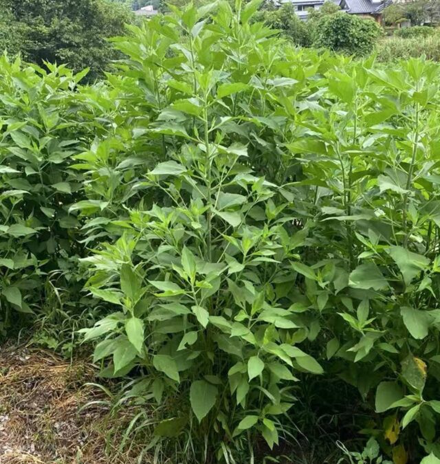 菊芋成長日記：在夏天阳光的沐浴下，茁壮成长中！