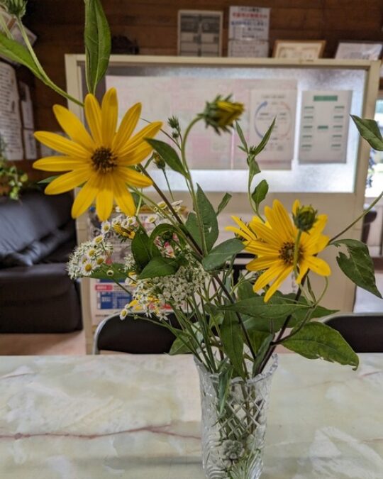 Jerusalem Artichoke Flowers